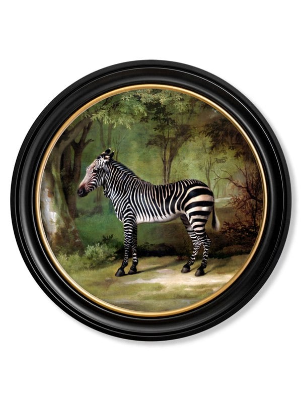 Exceptional Art c.1763 George Stubb's Zebra - Round Frame