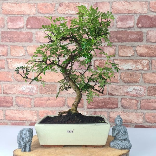 Chinese Pepper (Zanthoxylum Pipertum) Bonsai Tree | Shaped | In 25cm Pot