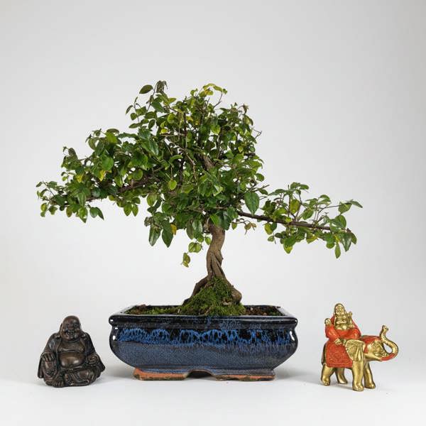 Yorkshire Bonsai Bird Plum (Sageretia) Bonsai Tree | Shaped | In 20cm Pot