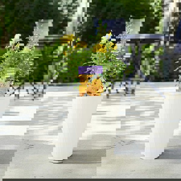 The Golden Anniversary Rose – Golden Yellow Patio Rose with Light Fragrance Plants By Post