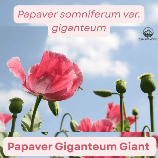 Papaver Giganteum breadseed poppy seeds sprinkled on artisan bread and pastries