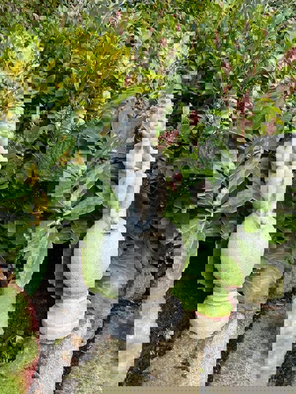 Adorable Stone Cast Boy on Ball Statue