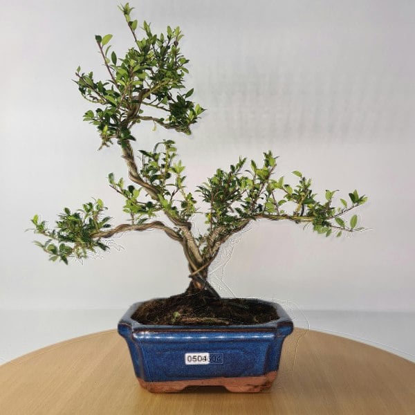 Japanese Holly (Ilex Crenata) Bonsai Tree | Shaped | In 15cm Pot