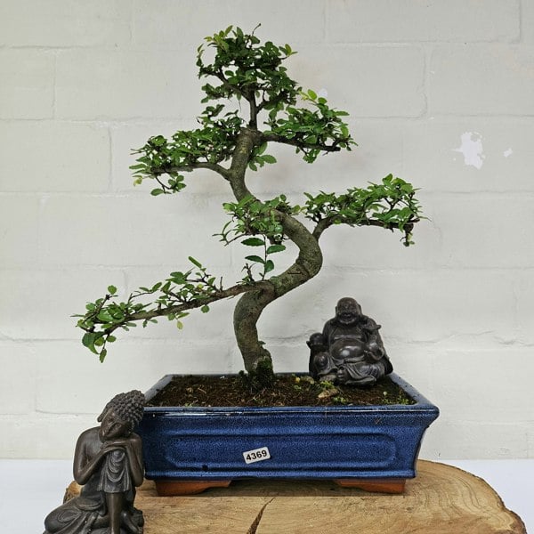 Yorkshire Bonsai Chinese Elm (Ulmus Parvifolia) Bonsai Tree | Shaped | In 25cm Pot