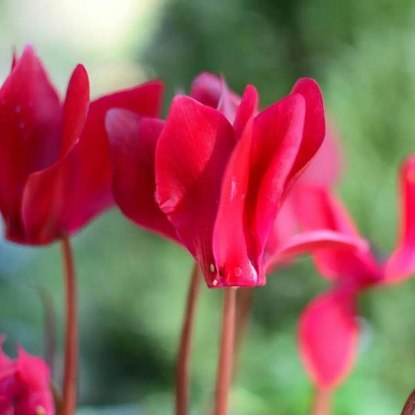 Cyclamen Deep Rose 10.5cm Pot Pack of 3 & 6 Flowering Outdoor Plants Plants By Post