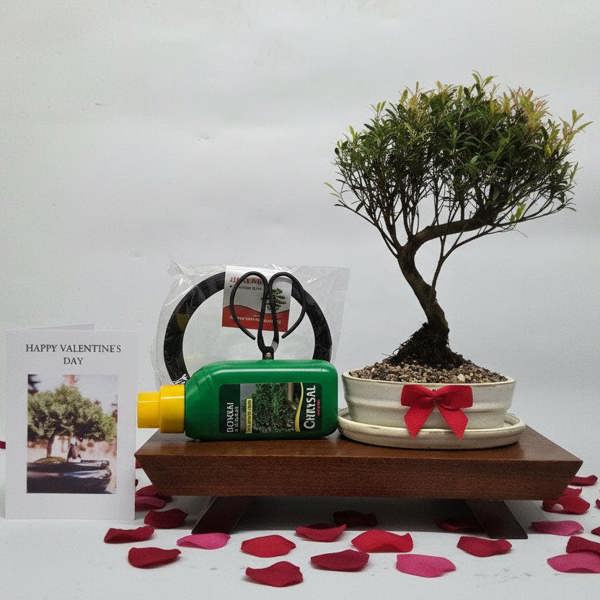 Yorkshire Bonsai Valentine's Bonsai Starter Bundle | Brush Cherry (Syzygium) | Semi-Shaped | In 16cm Pot