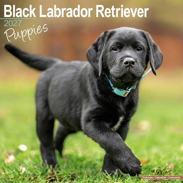 Black Labrador Retriever Puppies Calendar 2027, Wall Calendars, Month To View, Dogs, Gift