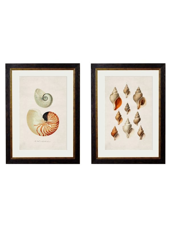 Exceptional Art c.1848 Studies of Shells