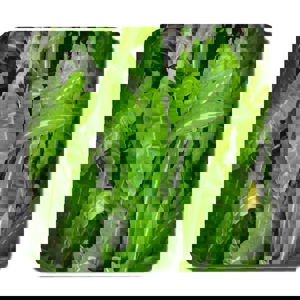 Benjamin Tate Design Abstract background of dark green leaves (Coaster)
