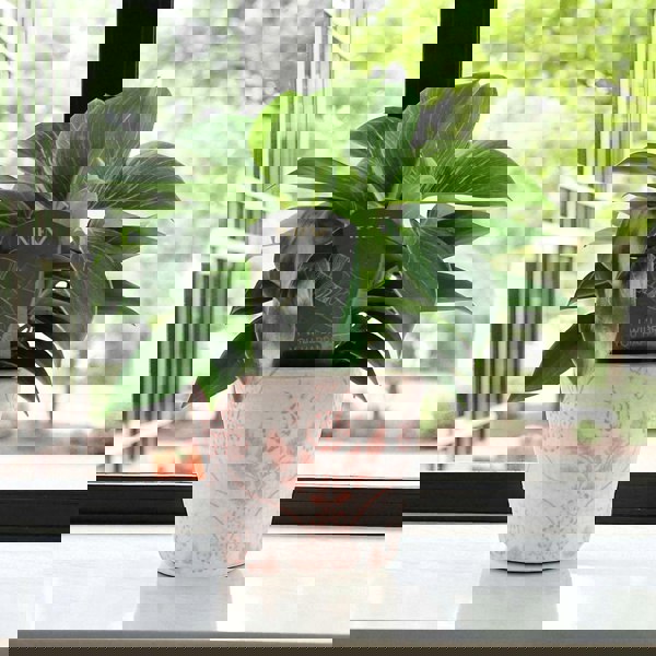 Philodendron White Wave – Indoor Plant | 12cm Pot with Decorative Ceramic Options Plants By Post