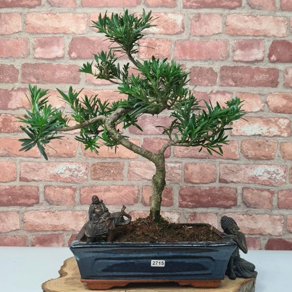Yorkshire Bonsai Buddhist Pine (Podocarpus Micro) Bonsai Tree | Shaped | In 25cm Pot