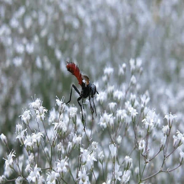 gypsophila seeds online