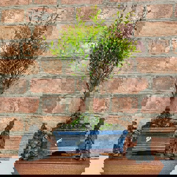 Yorkshire Bonsai Brush Cherry (Syzygium) Bonsai Tree | Broom | In 20cm Pot