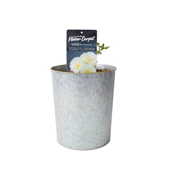 Rose Flower Carpet White 4L Plants By Post