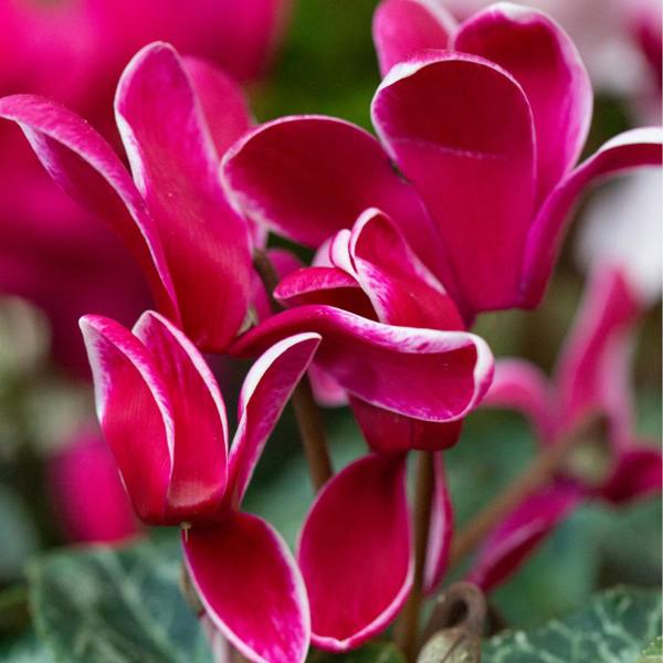 Cyclamen Rouge Flame 1Ltr Pot Pack of 3 & 6 Bicolour Flowering Plants Plants By Post