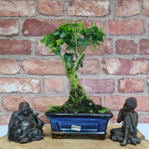 Yorkshire Bonsai Chinese Privet (Ligustrum Sinense) Bonsai Tree | Broom | In 15cm Pot
