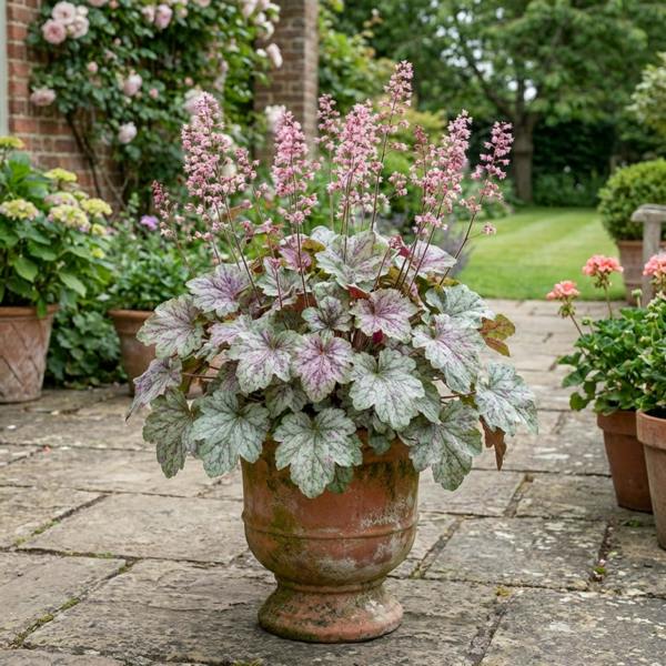 Heuchera Pink Fizz - 2L Pot The Rose Press Garden