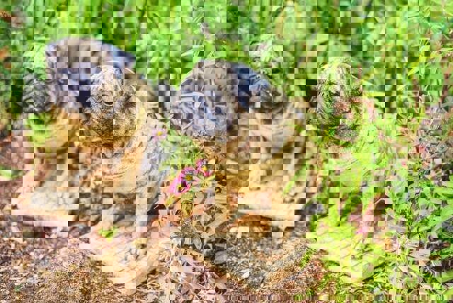 Pair of Full Size Sitting Pugs Stone Statues