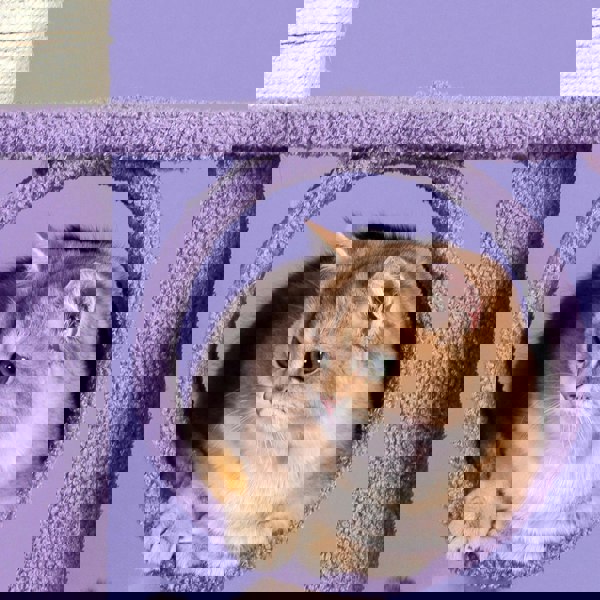 Díaz Cat Climber, Cat Tree, Coral Fleece, Purple-Weilai Concept-Weilai Concept