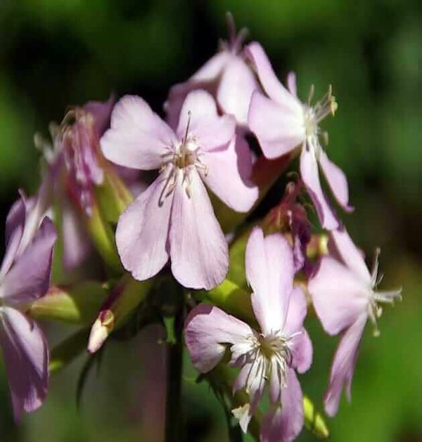 flowers-Organic Wellnessjpg