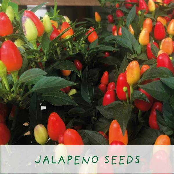 Red Hot Chilli's Eco Grow Your Chilli Plant - alternative angle