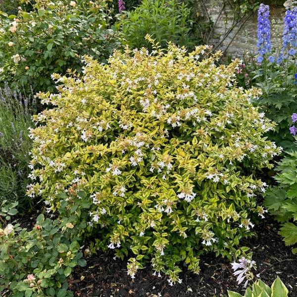 Abelia 'Francis Mason' Variegated Evergreen Garden Plant  Fragrant Pink Flowers  2L Pot The Rose Press Garden
