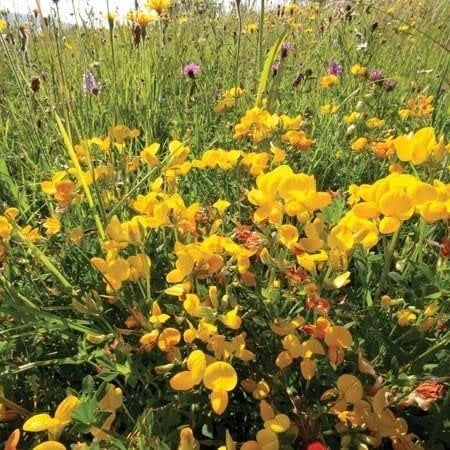 birdsfoot trefoil seed near me