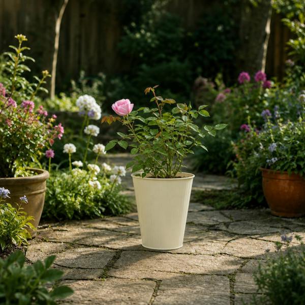 3L Pink Patio Rose Outdoor Garden Rose in Decorative Pot