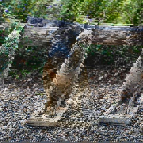 Life-Size French Bulldog Statue