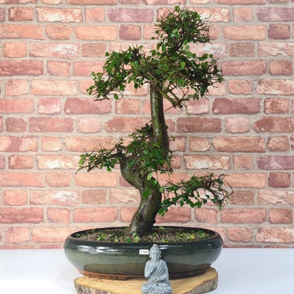 Large Chinese Elm (Ulmus Parvifolia) Bonsai Tree | Shaped | In 35cm Pot - Yorkshire Bonsai