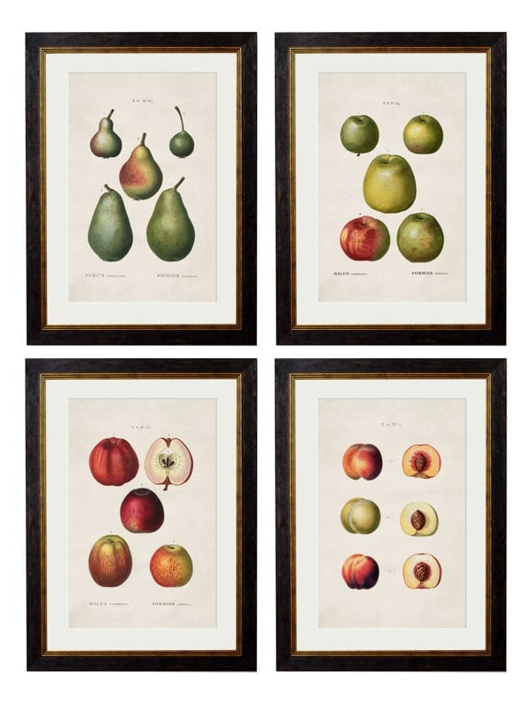 Exceptional Art c.1819 Study of British Fruit