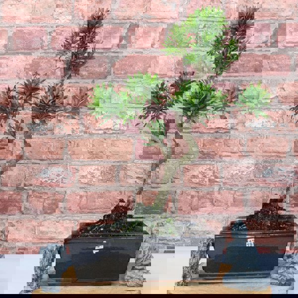 Buddhist Pine (Podocarpus Micro) Bonsai Tree | Shaped | In 25cm Pot