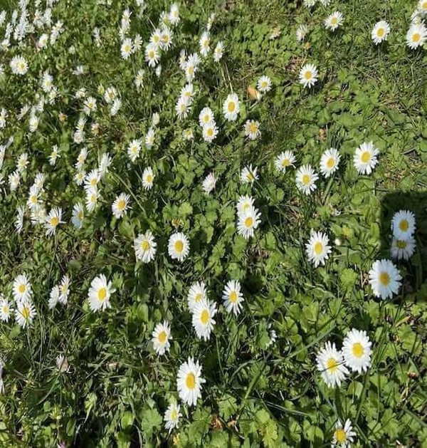 oxeye daisy plants