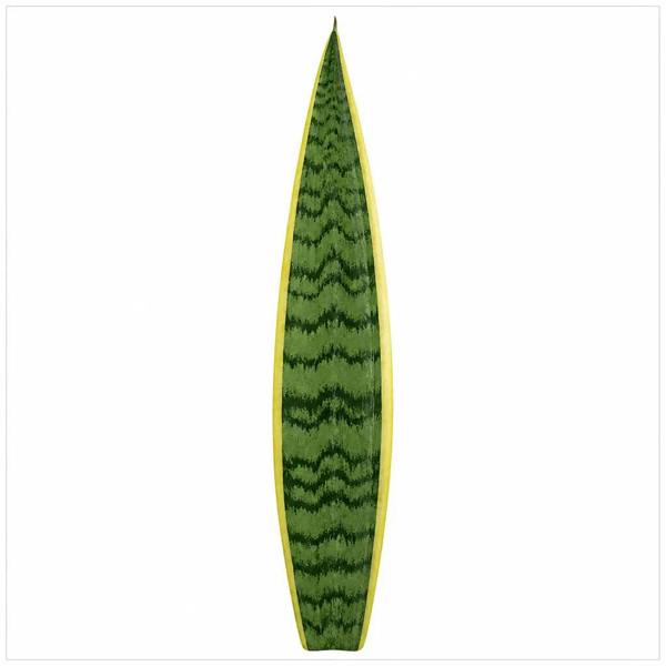 Sansevieria Superba - Snake Plant - 21cm Pot
