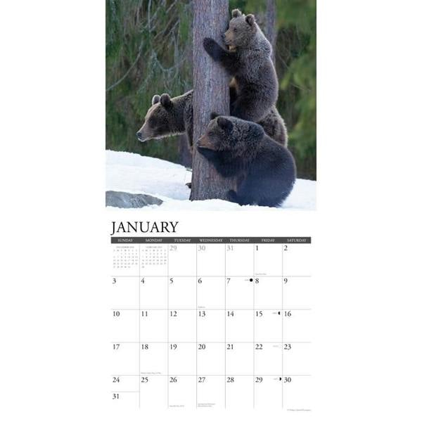 Grizzlies Calendar 2027, Wall Calendars, Month To View, Animals, Gift