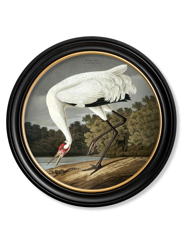 Exceptional Art c.1838 Hooping Crane in Round Frame