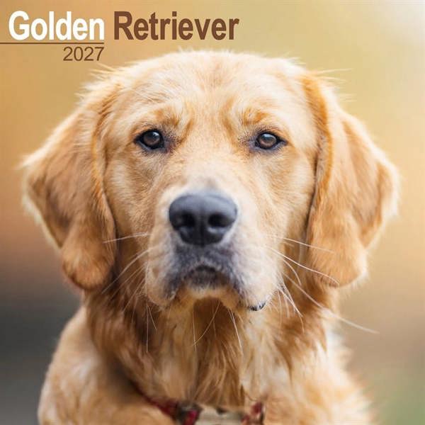 Golden Retriever Calendar 2027, Wall Calendars, Month To View, Dogs, Gift