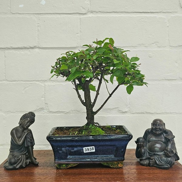 Yorkshire Bonsai Bird Plum (Sageretia) Bonsai Tree | Broom | In 15cm Pot