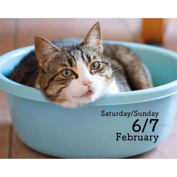 Cats Mini Desk Calendar 2027, Desk Calendars, Day To View, Cats, Gift