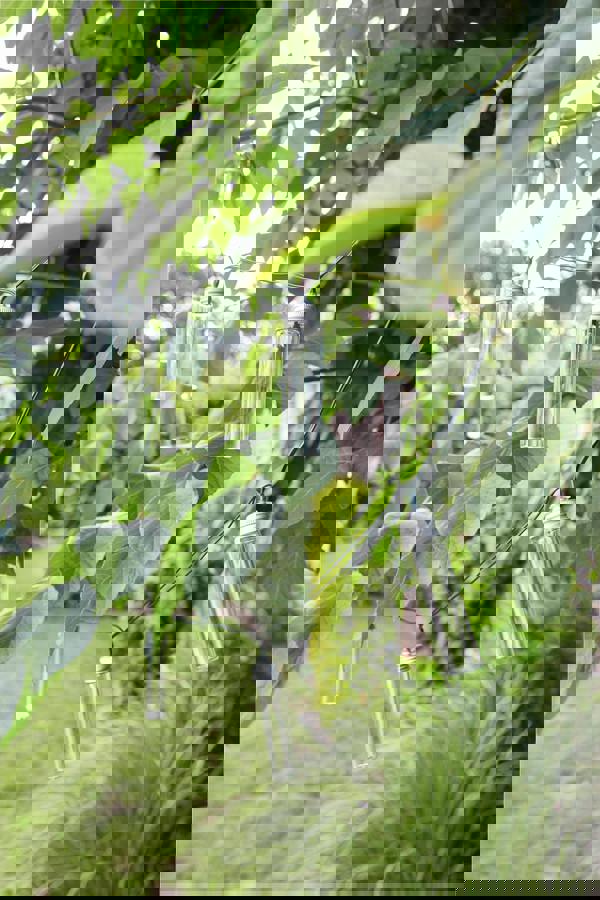 Luxform Solar Stringlight 14 Led Lights Monte Gordo