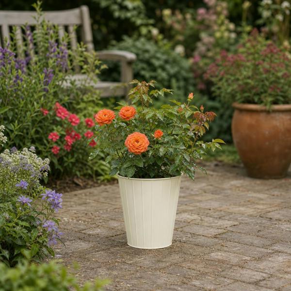 3L Orange Patio Rose in Decorative Pot Outdoor Garden Plant