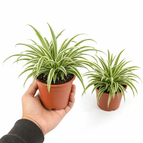 Chlorophytum Spider Plant 12cm - Air Purifying Plant