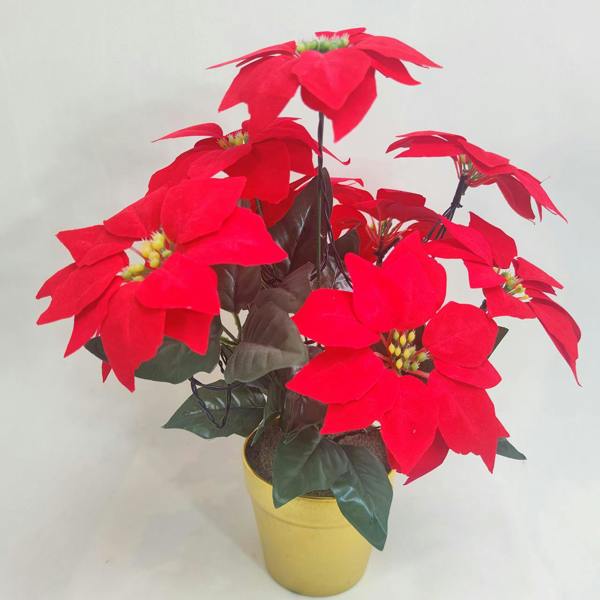 Scotts of Stow LED Poinsettia in a Pot
