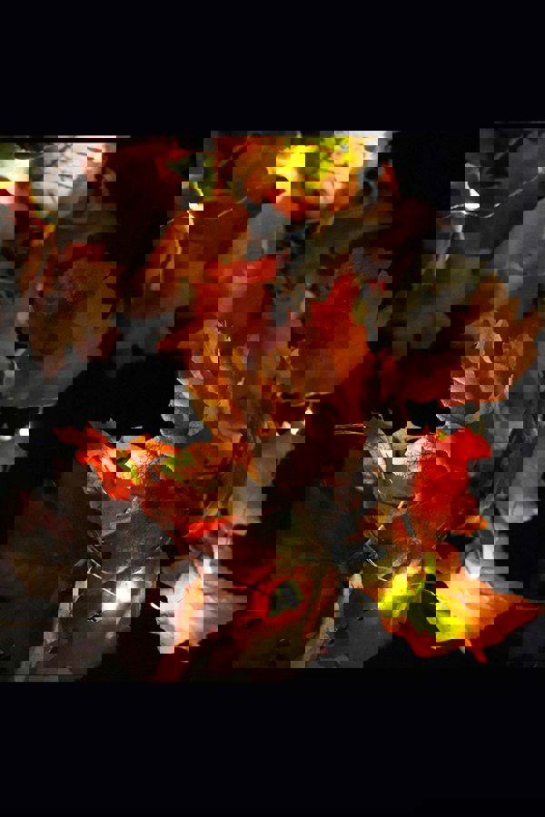 Living and Home 1.8M Artificial Autumn Maple Leaf Pumpkin Vine Garland With Lights