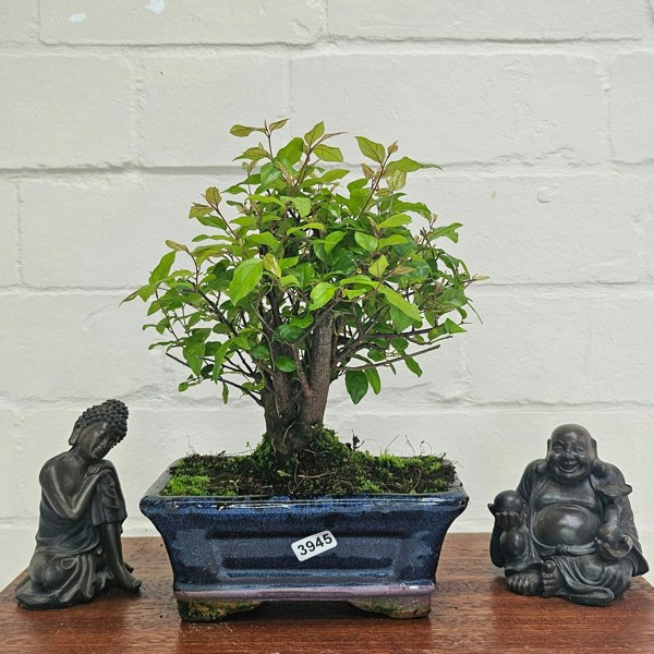 Yorkshire Bonsai Bird Plum (Sageretia) Bonsai Tree | Broom | In 15cm Pot