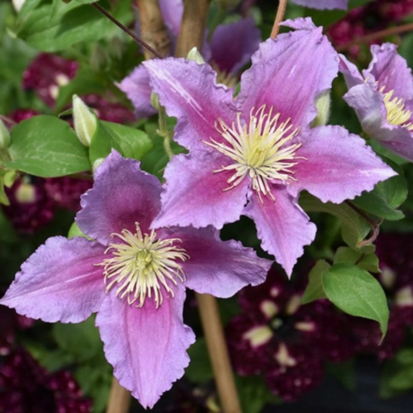 Clematis Piilu – 3 L Pot – Early-Flowering Pink Climbing Clematis plants by post