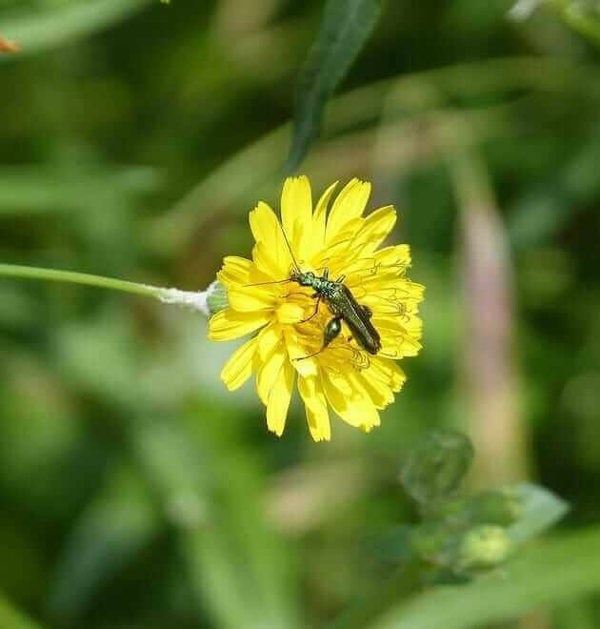 taraxacum officinale