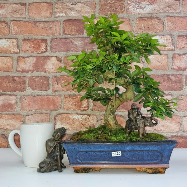 Yorkshire Bonsai Chinese Privet (Ligustrum Sinense) Bonsai Tree | Shaped | In 25cm Pot