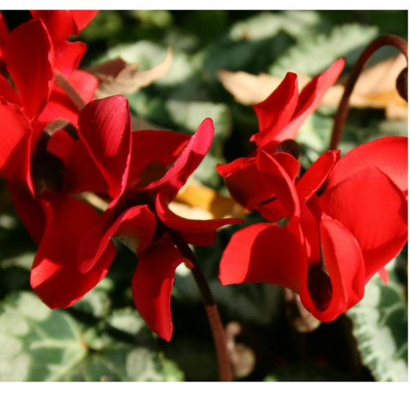 Cyclamen Silver Leaf Scarlet 10.5cm Pot Pack of 3 & 6 Flowering Outdoor Plants
