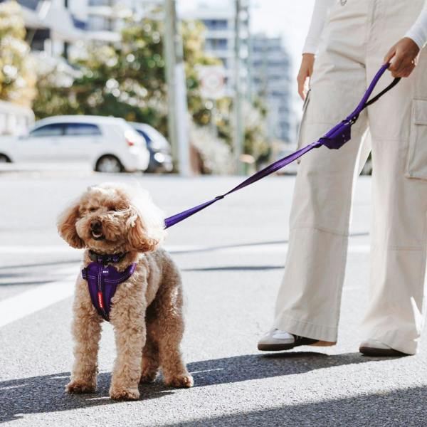 EzyDog Essential Adjustable Dog Collar in Purple